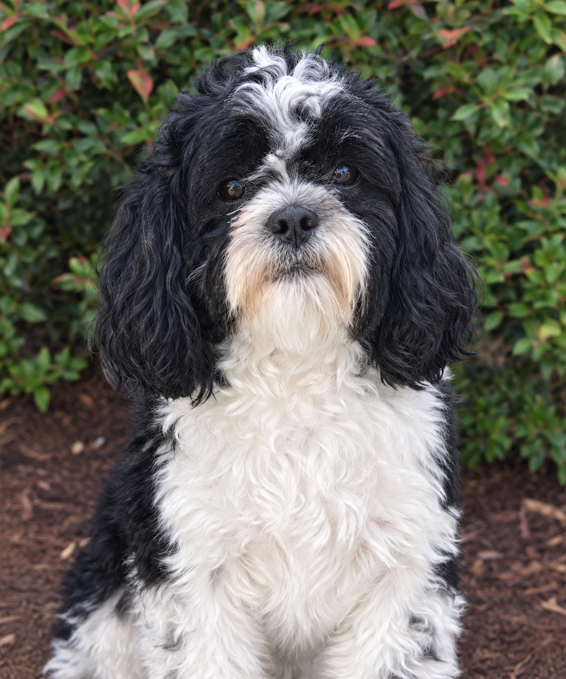 Meet Oreo — RapidMDnow’s Friendly Support Dog!